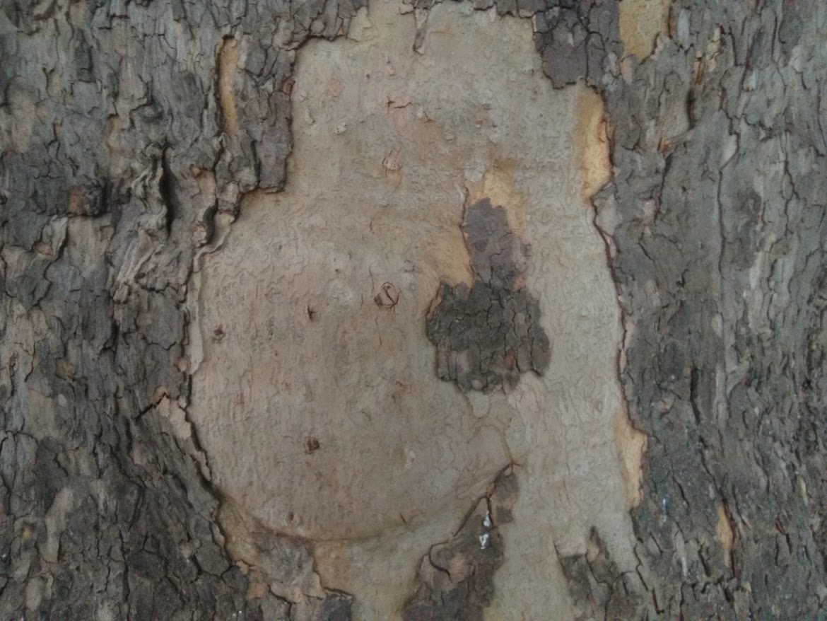 Platan javorolistý Petřín