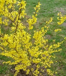 Zlatý déšť, oznamuje svými kvítky začátek jara.